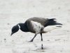 Black Brant at Two Tree Island (Steve Arlow) (49784 bytes)